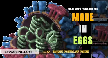 Egg-Based Vaccines: Understanding Their Role in Modern Immunization