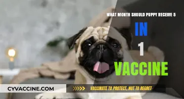 When to Vaccinate Your Puppy: 5-in-1 Shot Timing Guide