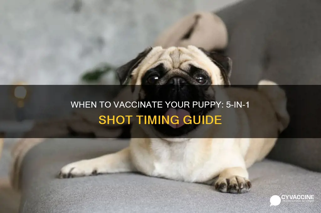 what month should puppy receive 5 in 1 vaccine
