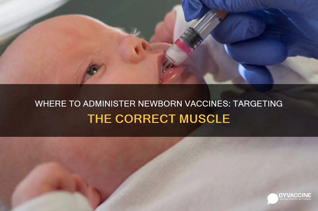 what muscle do you administer vaccines in a newbrn