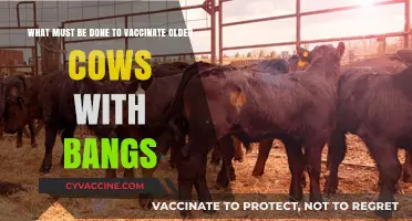 Effective Strategies for Vaccinating Older Cows Using Bangs Method