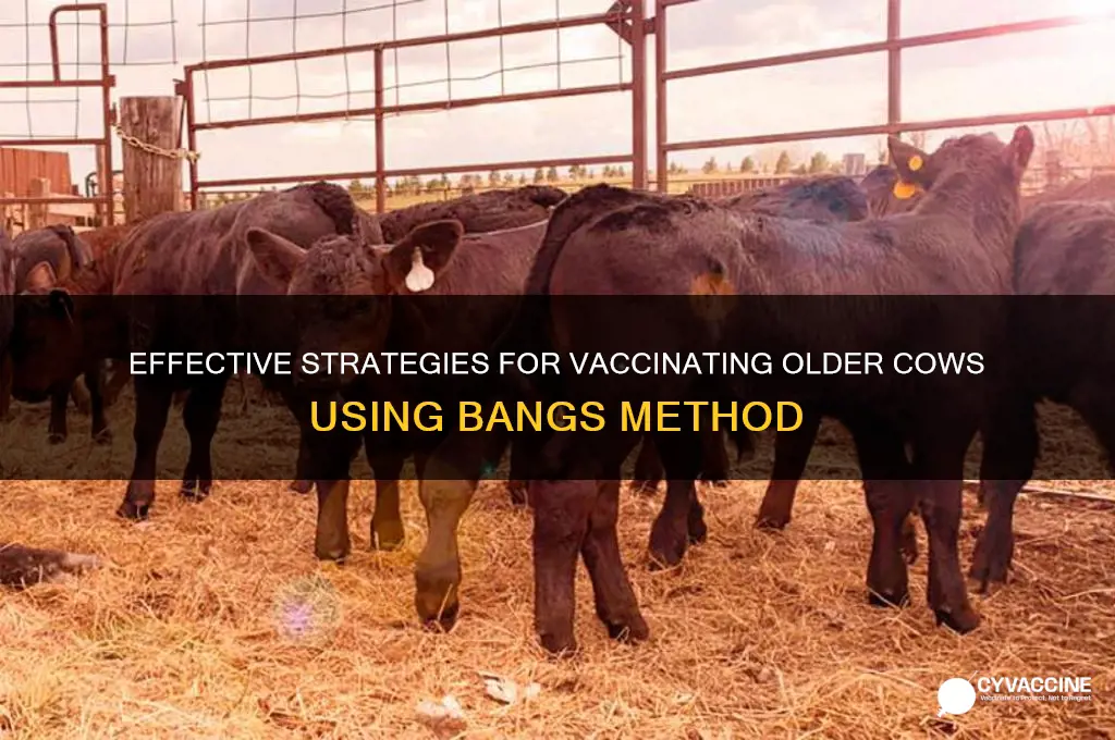 what must be done to vaccinate older cows with bangs