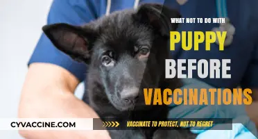 Avoid These Puppy Mistakes Before Vaccinations: Essential Pre-Shot Safety Tips