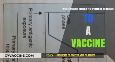 Understanding the Primary Immune Response to Vaccination: Key Processes Explained