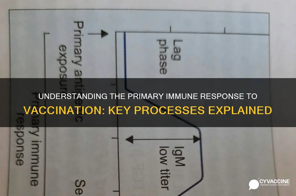 what occurs during the primary response to a vaccine