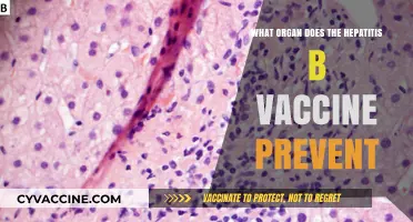 Hepatitis B Vaccine: Protecting Your Liver from Viral Damage