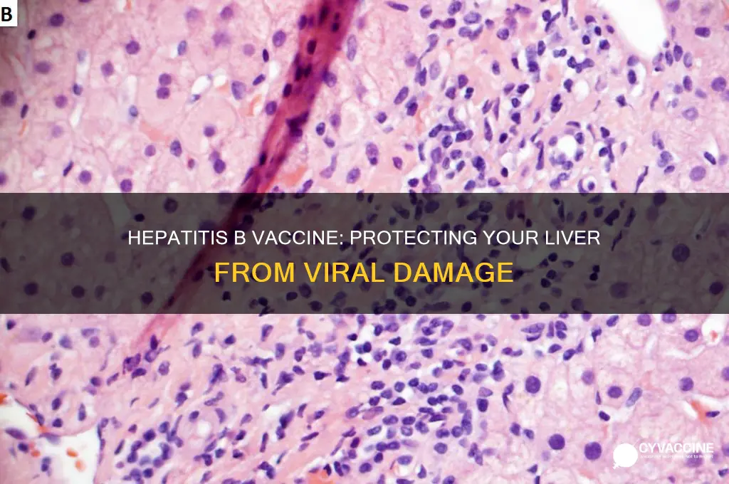 what organ does the hepatitis b vaccine prevent