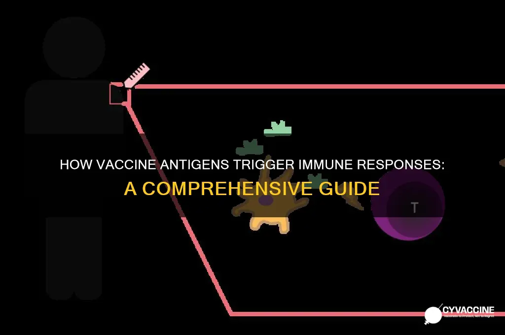 what part of a vaccine stimulates an immune response