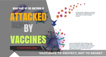 How Vaccines Target Specific Bacterial Components for Effective Immunity