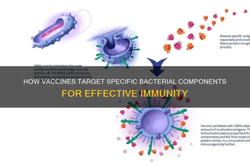 what part of the bacteria is attacked by vaccines