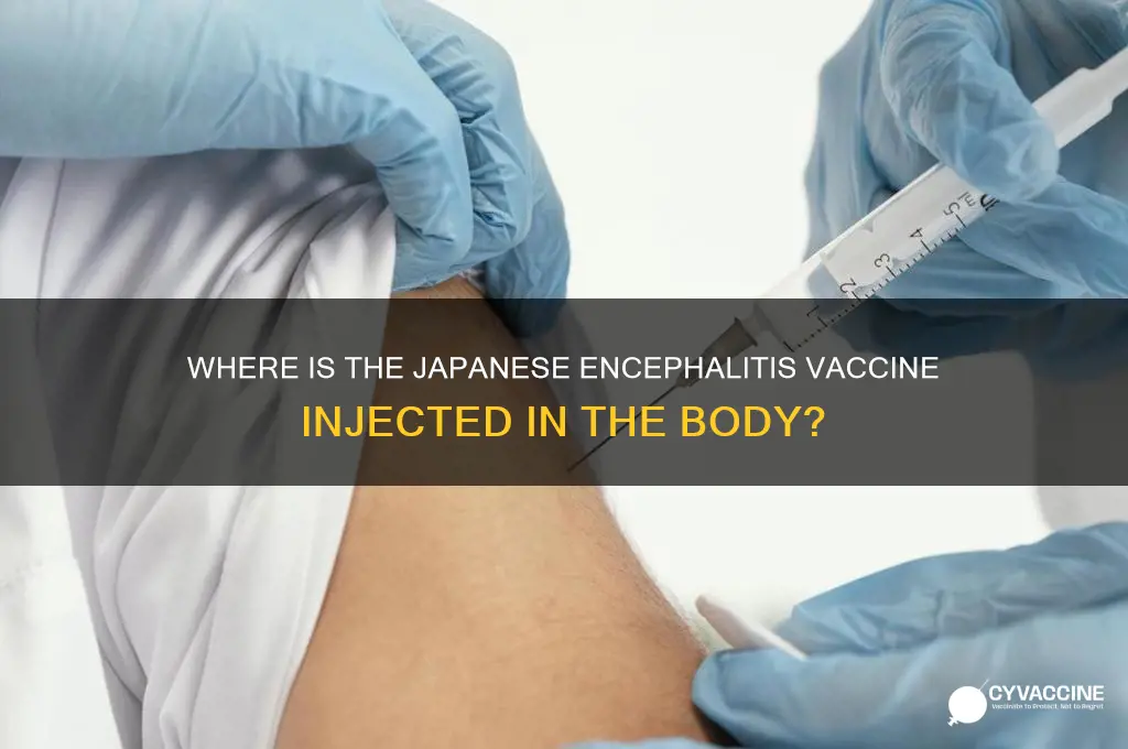 what part of the body is japanese encyphalitis vaccine injected