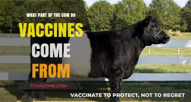 Unraveling the Myth: Do Vaccines Originate from Cows?