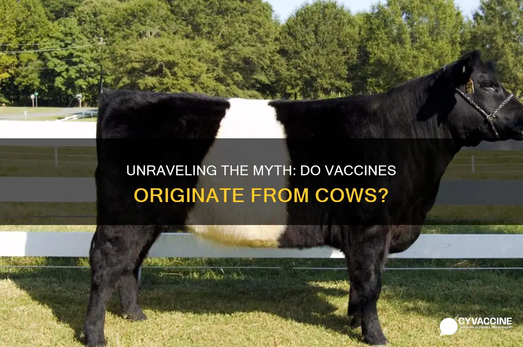 what part of the cow do vaccines come from