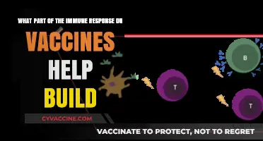 How Vaccines Strengthen Immune Memory and Protective Antibody Responses