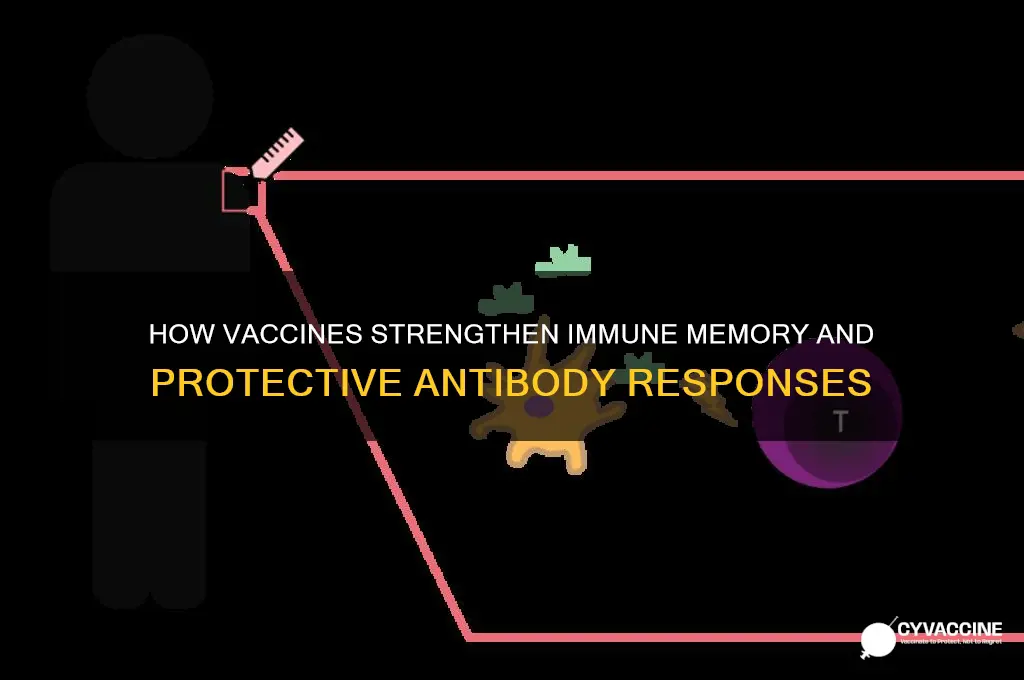what part of the immune response do vaccines help build