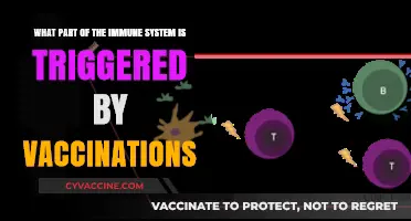 How Vaccines Activate the Immune System's Defense Mechanisms