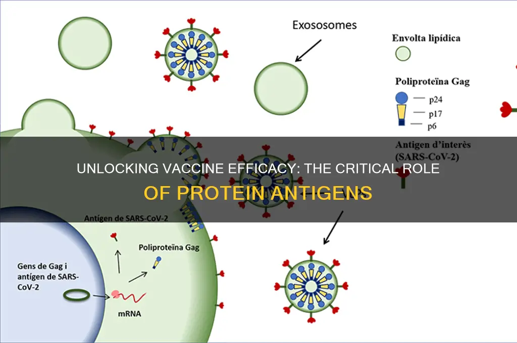 what part of the protein is most important for vaccines