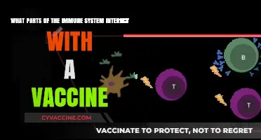 Vaccine Immune Response: Key Components and Their Interactions Explained