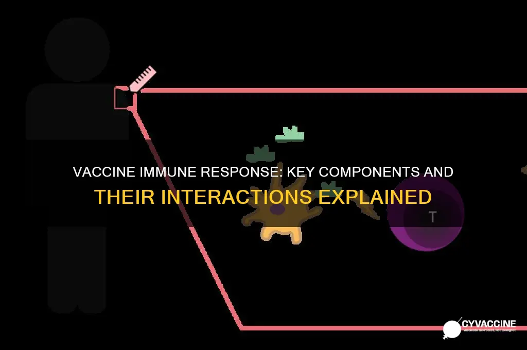 what parts of the immune system interact with a vaccine
