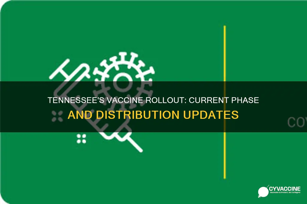 what phase of vaccine distribution are we in tennessee