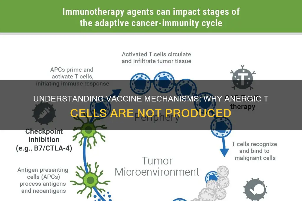 what prevents vaccines from creating anergic t cells