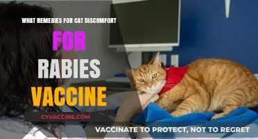 Easing Cat Discomfort After Rabies Vaccine: Gentle Remedies and Care Tips