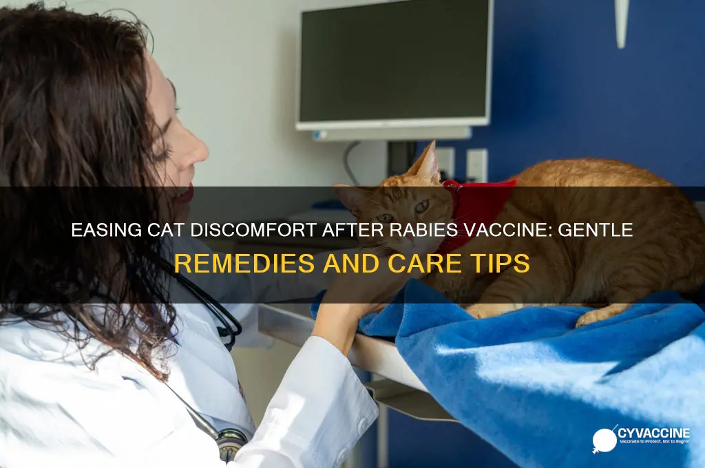 what remedies for cat discomfort for rabies vaccine