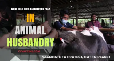 Vaccination's Vital Role in Sustainable Animal Husbandry Practices