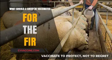 Essential Sheep Vaccinations: Protecting Your Flock from Fir-Related Diseases