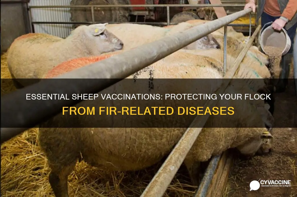 what should a sheep be vaccinated for the fir