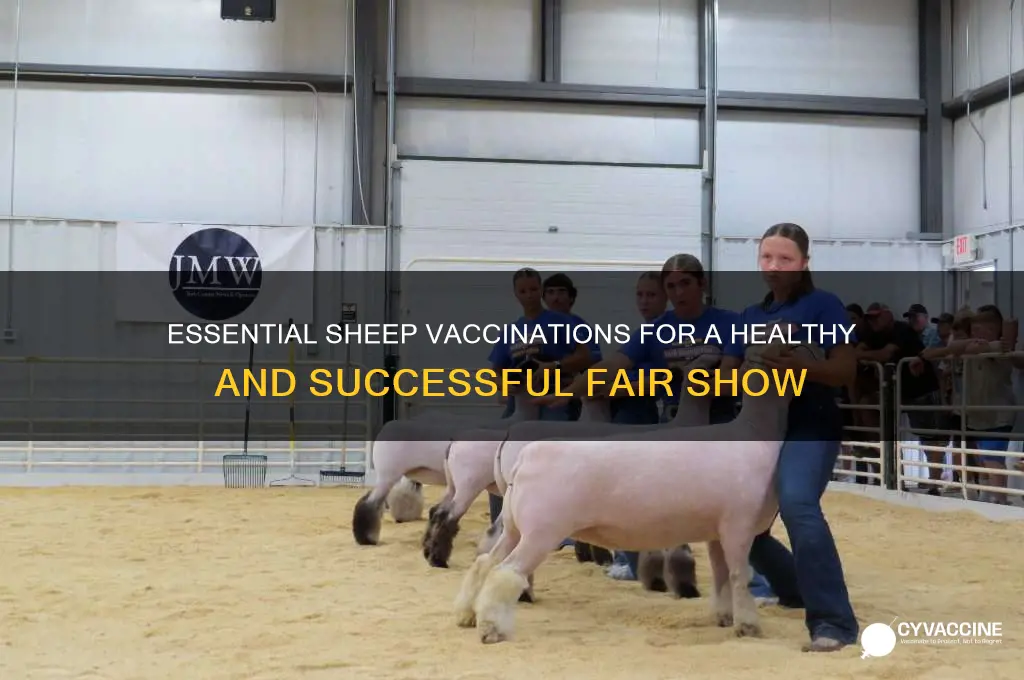 what should a sheep be vaccinated with for the fair