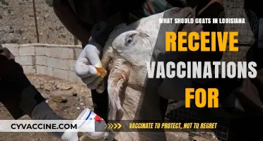Essential Vaccinations for Louisiana Goats: Protecting Herd Health and Productivity