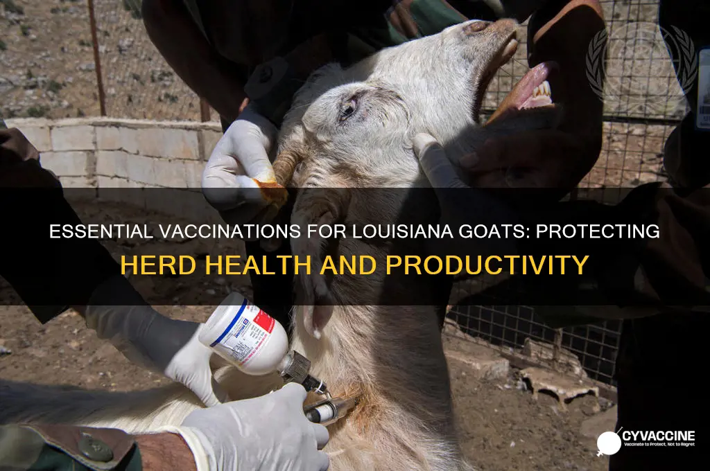 what should goats in louisiana receive vaccinations for
