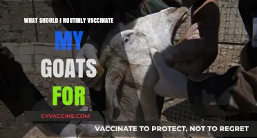 Essential Goat Vaccinations: A Routine Health Guide for Herd Owners