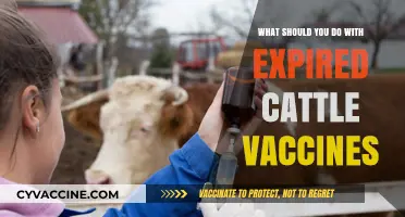 Expired Cattle Vaccines: Safe Disposal and Replacement Strategies Explained