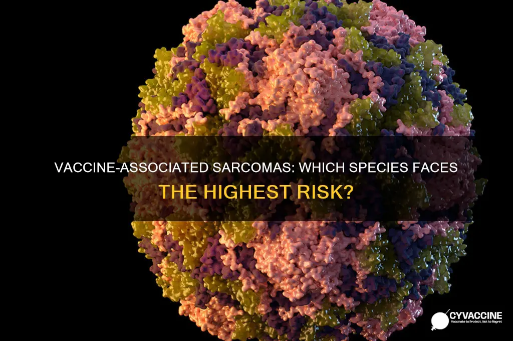 what species has a higher rate of vaccine associated sarcomas