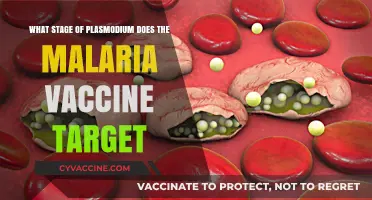 Malaria Vaccine Targets Which Plasmodium Life Stage: A Detailed Explanation