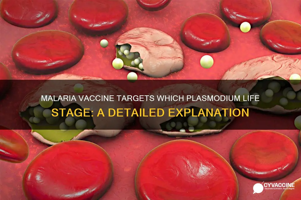 what stage of plasmodium does the malaria vaccine target