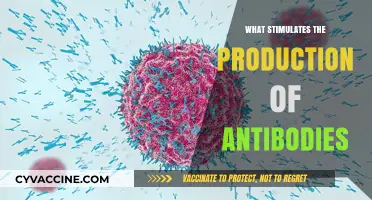 Boosting Immunity: Key Factors That Stimulate Antibody Production Explained