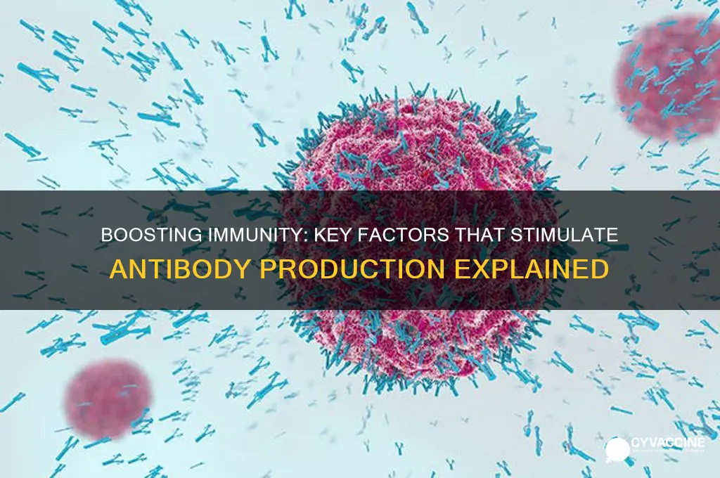 what stimulates the production of antibodies