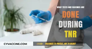 TNR Essentials: Key Tests and Vaccines for Feral Cat Care