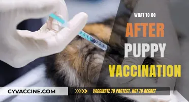 Post-Vaccination Puppy Care: Essential Steps for a Healthy Start