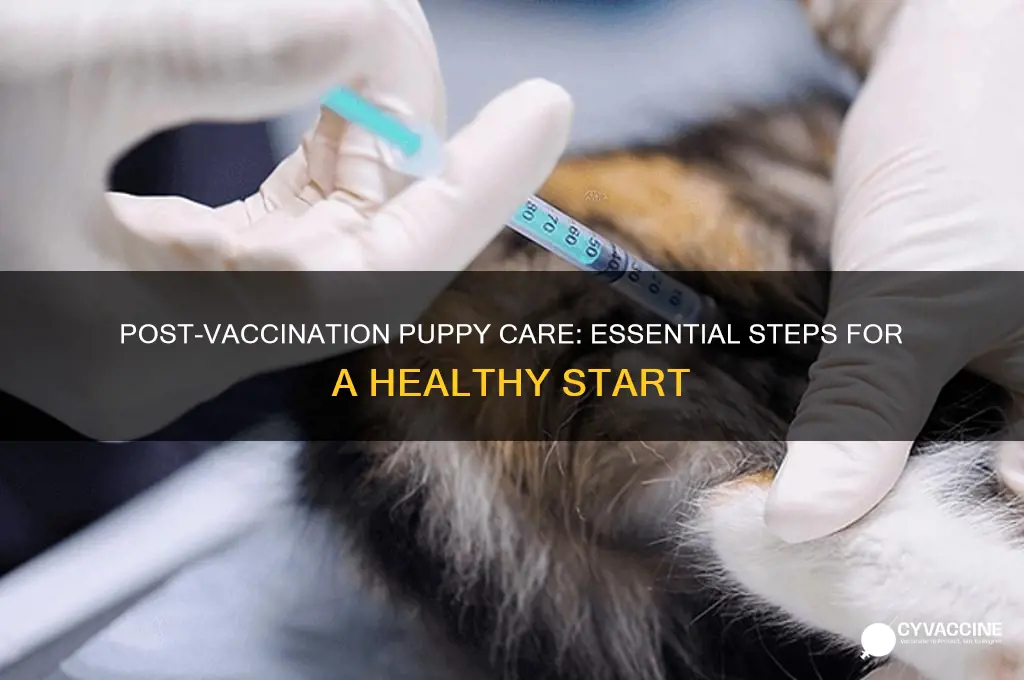 what to do after puppy vaccination