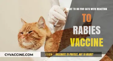 Managing Cats' Reactions to Rabies Vaccines: Essential Tips and Care