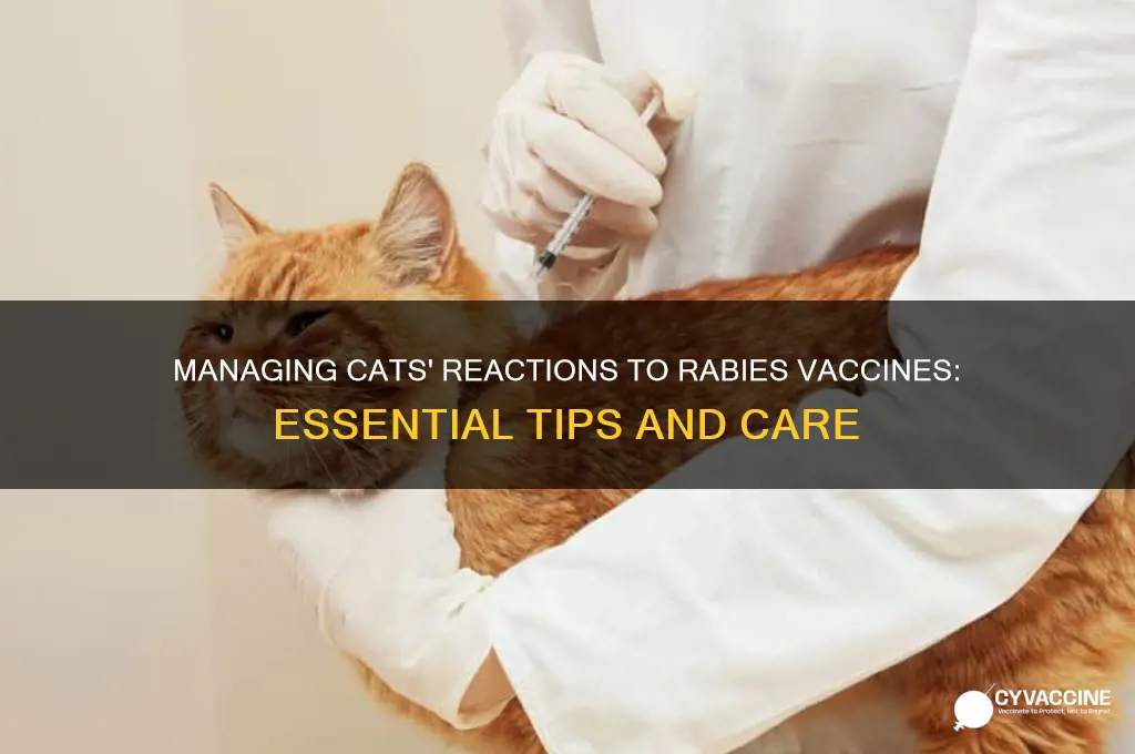 what to do for cats with reaction to rabies vaccine