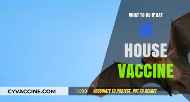 Bat in House? Vaccine Safety and Immediate Steps to Take
