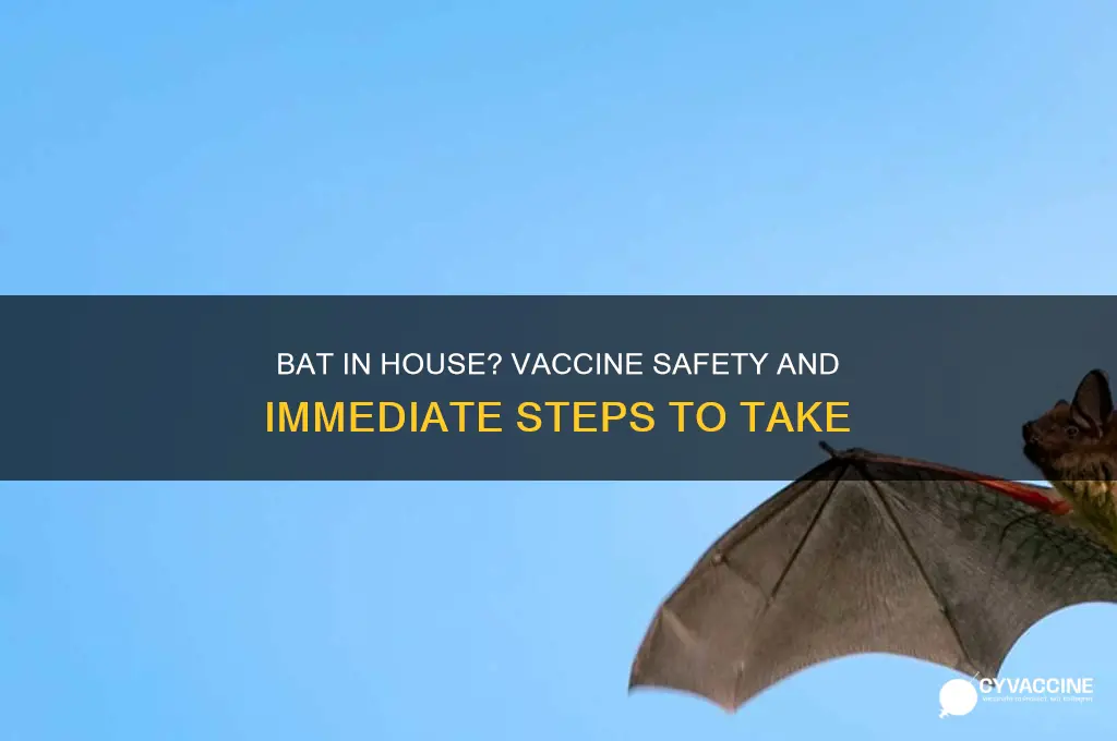 what to do if bat in house vaccine