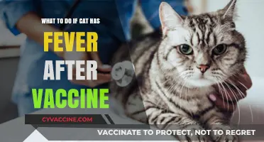 Post-Vaccine Fever in Cats: Immediate Steps for Concerned Owners