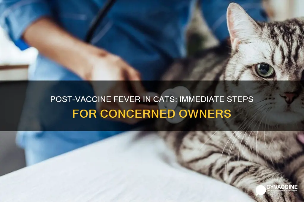 what to do if cat has fever after vaccine