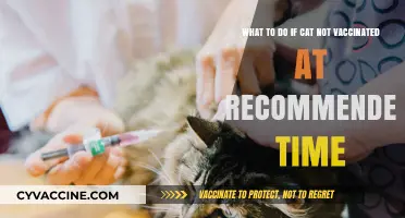 Missed Your Cat's Vaccination? Here's What to Do Next